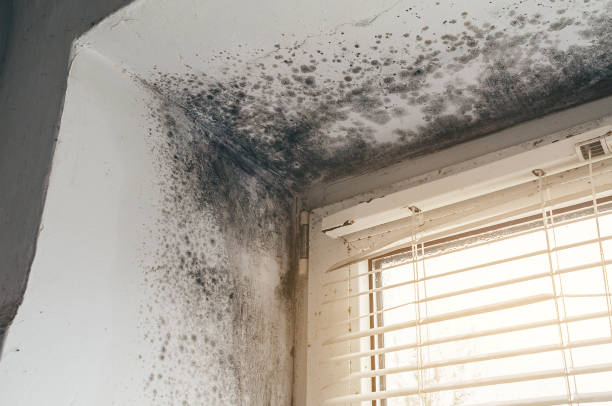 Mold Removal service in Elko New Market
